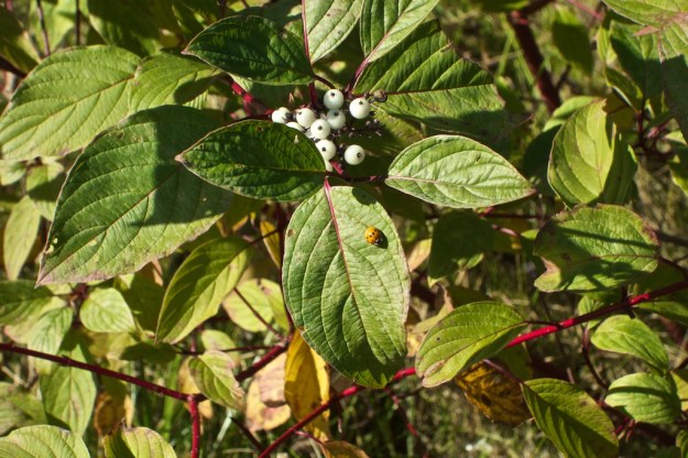 Red Osier Dogwood.