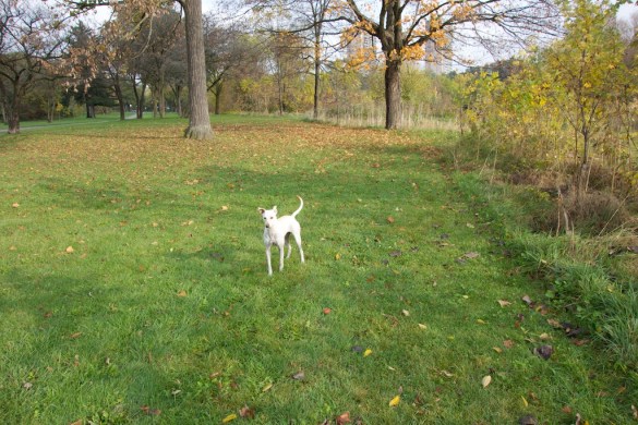 One of the offending dogs.