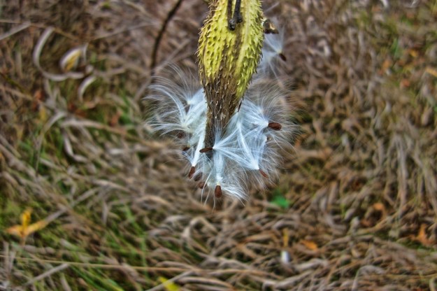 Milkweed seeds wait for a strong wind.