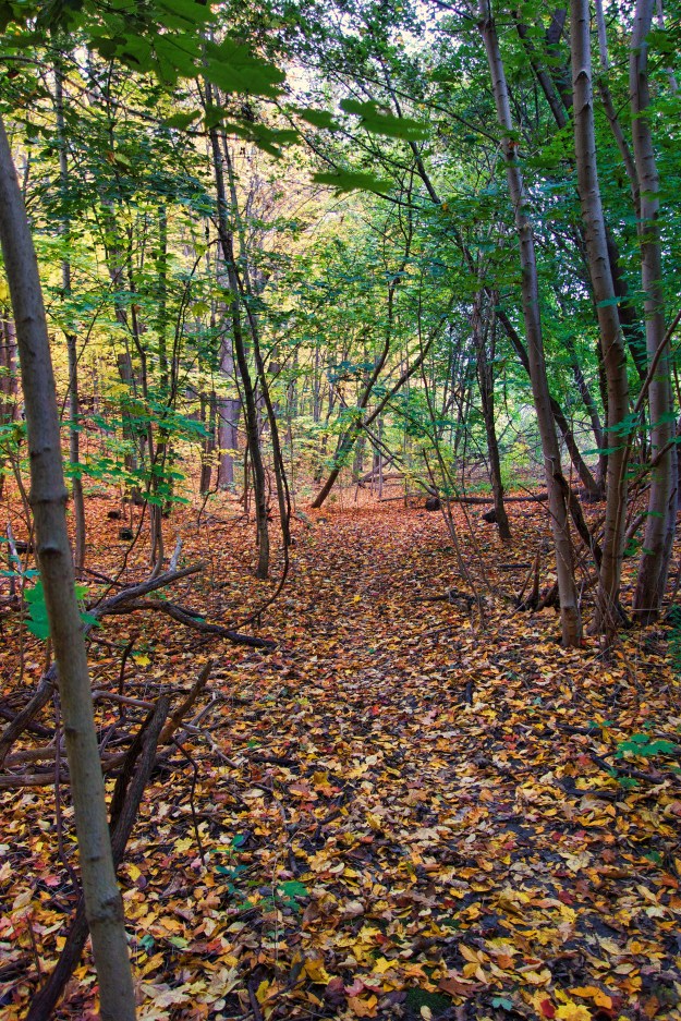A carpet of colour.