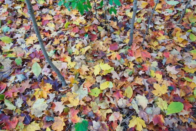 The fresh colours of early autumn.
