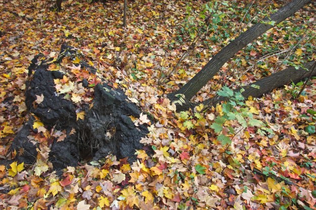 Dark black loam, rich in nutrients.
