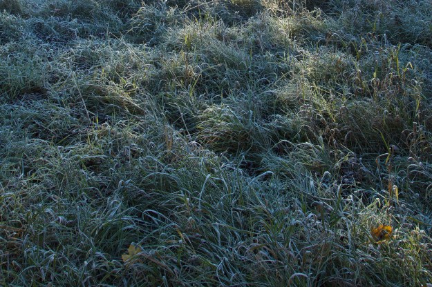 Grass edged with ice crystals.