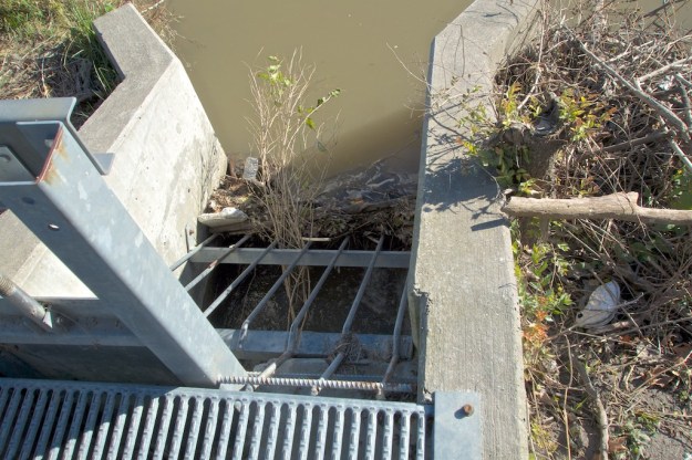 We can't even blame the beavers for this one.