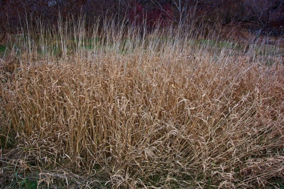 Standing grasses.