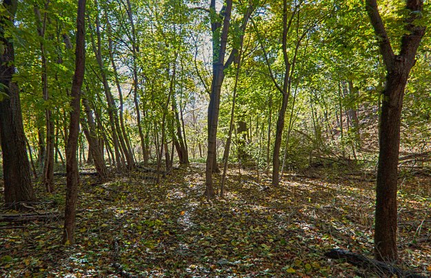 Woods-HDR