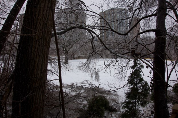 The view from the safety of a neighbour's back yard.
