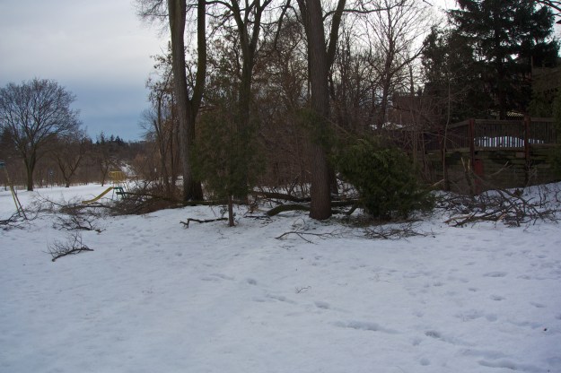Looking south - Siberian elms have dropped many branches.