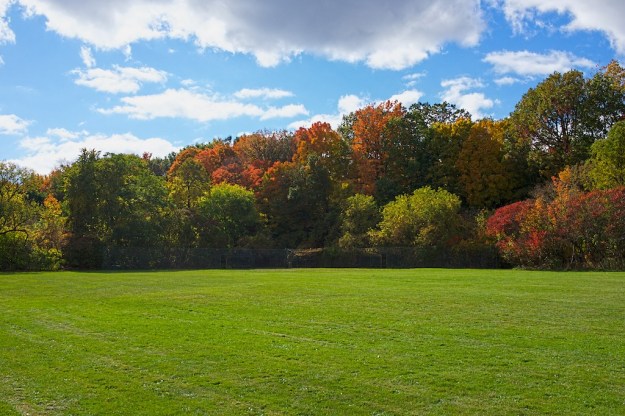 A nice backdrop to the southernmost baseball diamond. This is where the new leash free zone is planned.