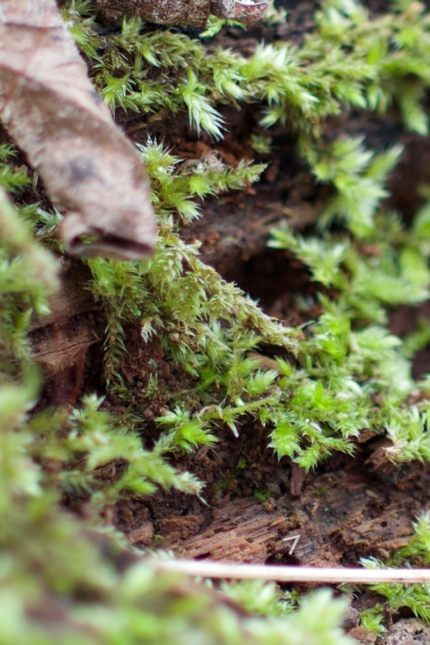 Moss feeds on an old tree stump.