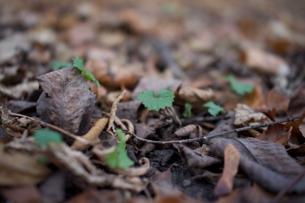 Garlic mustard lurks in the undergrowth.