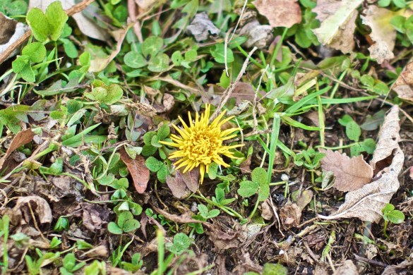 A dandelion in flower.