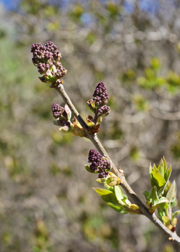A lilac bush has begun to leaf and flower buds are set to bloom in a couple of weeks.