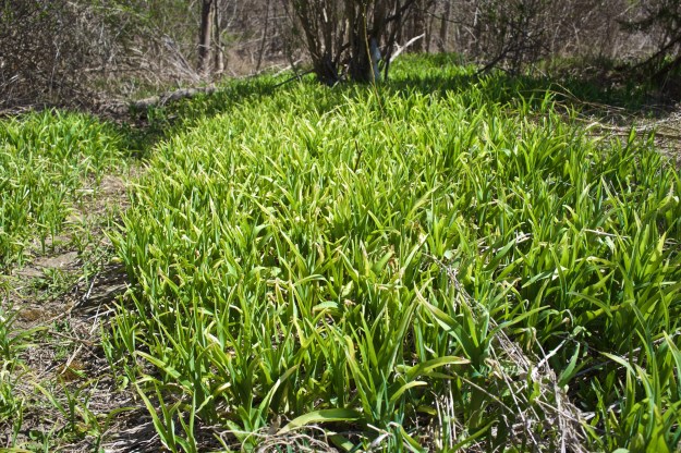 Day lilies carpet this fertile flood-prone corner of the park.