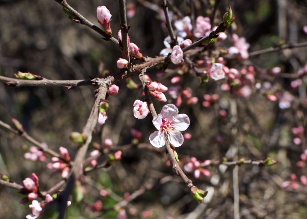 An exotic tiny blossom.
