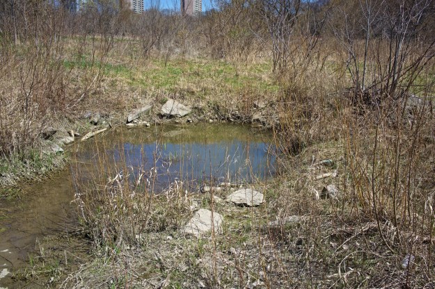 This pond was eroded out of the ground a few years ago as a result of an ice-jam temporarily diverting the river. It was promptly occupied by eastern American toads. No sign of the eggs or tadpoles yet.