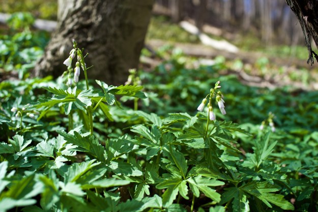 Toad lilies.