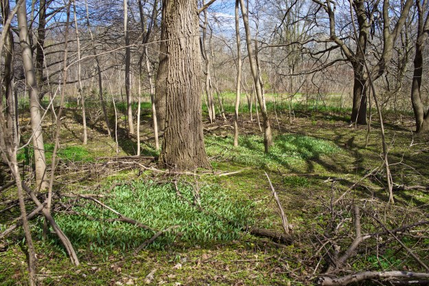 A carpet of toad lilies has sprung up in the woods south of the weir.