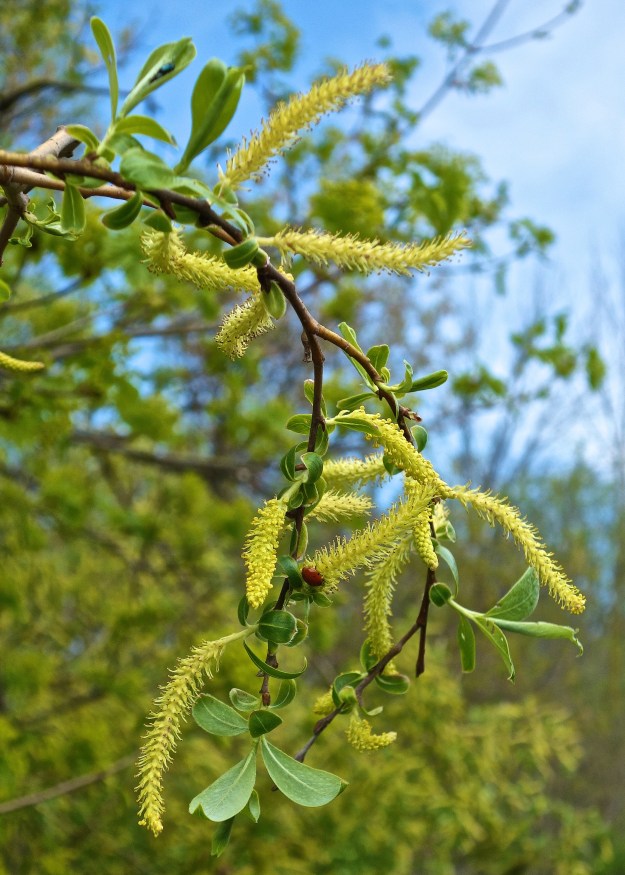 An Asian ladybug checks out some fragrant Willow blossoms.