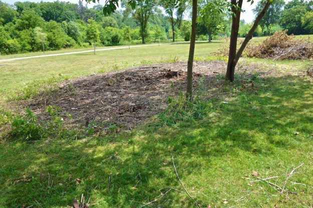This thicket is no more, sacrificed for the dog enclosure.